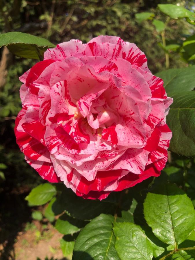 Le Chai De La Rose Spa Et Seances Bien Etre 두라퐁테인 외부 사진
